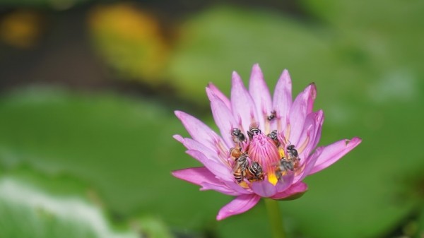 10 bức ảnh xuất thần của các “tay máy nhí” trong cuộc đua sáng tác nhanh ảnh 3