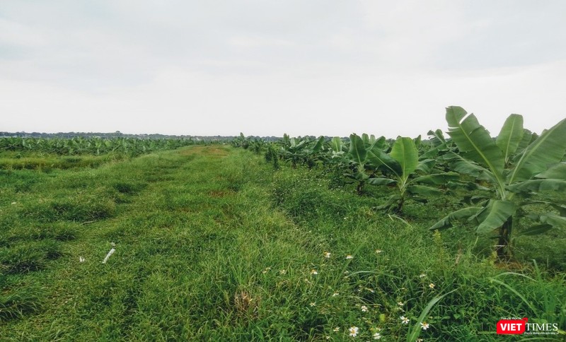 Cánh đồng chuối xuất khẩu HTX Nông nghiệp Công nghệ Cao Hòa Lạc. Ảnh: Nguyễn Đức Ninh. Cánh đồng chuối xuất khẩu HTX Nông nghiệp Công nghệ Cao Hòa Lạc. Ảnh: