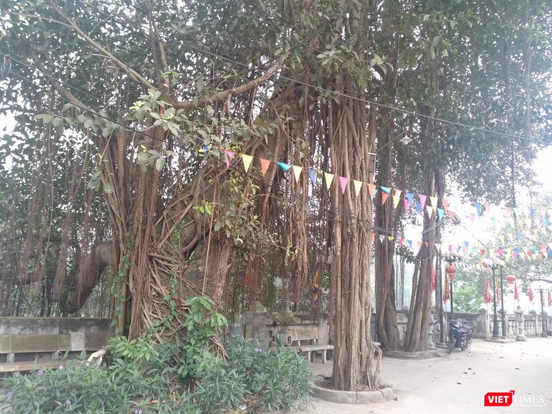 Rặng cổ thụ chứng kiến những thay đổi của làng qua từng giai đoạn