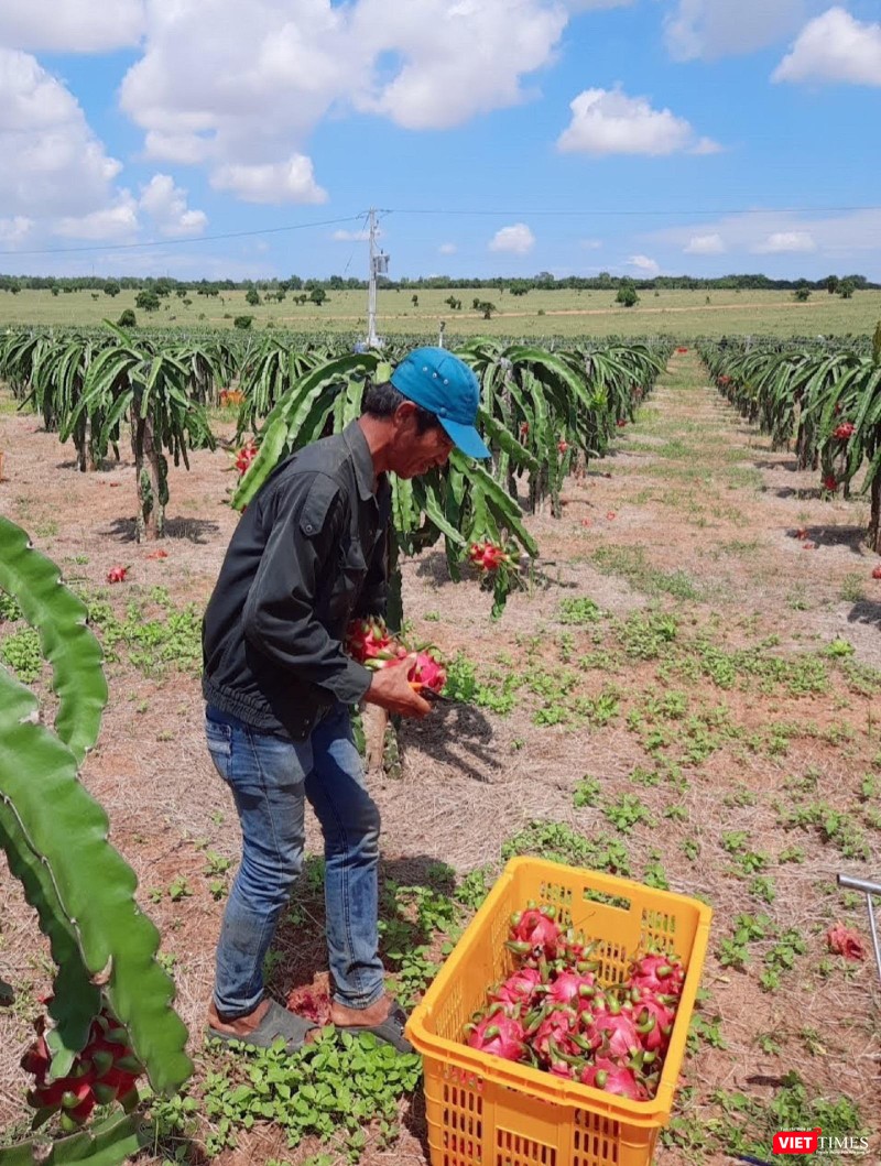 Các hoạt động quản lý chỉ dẫn địa lý thanh long Bình Thuận sau bảo hộ sẽ tiếp tục là một thách thức lớn