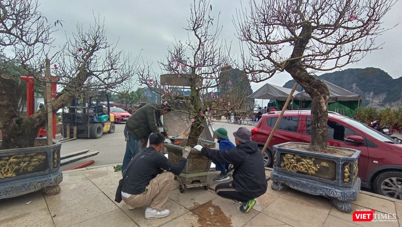 Giá cho thuê đã thấp hơn nhiều so với năm ngoái (khoảng 10 triệu/cây), nhưng sức tiêu thụ rất chậm.