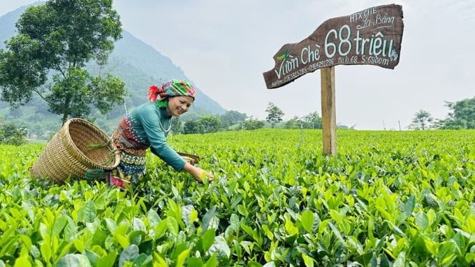 Vừa qua, Thanh Hải Trà của HTX chè La Bằng được đấu giá tại Hội thi “Bàn tay vàng chế biến chè” huyện Đại Từ (Thái Nguyên) với giá trị 68 triệu đồng/kg.