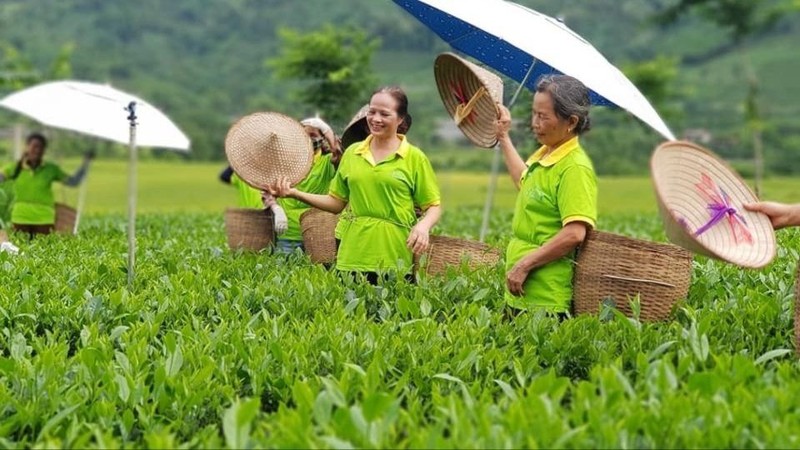 Bà Nguyễn Thị Hải cùng các xã viên thu hái chè từ sáng sớm.