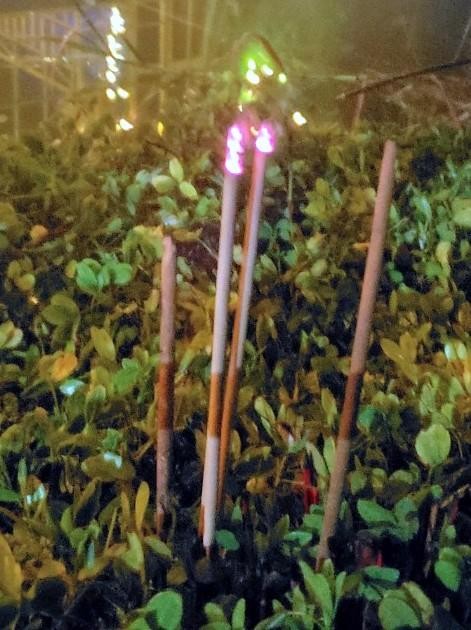 Sáng sớm, lương y Nguyễn Trọng Thi đã xuống vườn hoa cạnh hồ cá thắp hương cầu may cho cuộc thi diễn ra suôn sẻ. Sáng sớm, lương y Nguyễn Trọng Thi đã xuống vườn hoa cạnh hồ cá thắp hương cầu may cho cuộc thi diễn ra suôn sẻ.