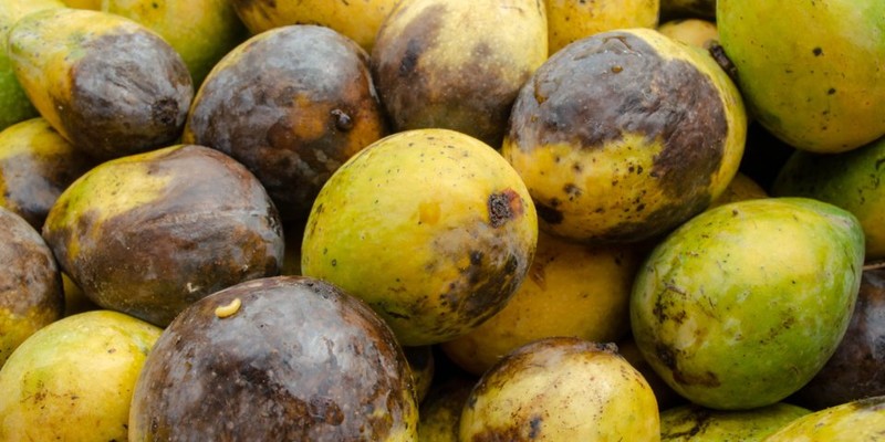 Ngay cả mẹ của CEO kiêm nhà sáng lập trang web Pinduoduo, Colin Huang, cũng đã nhận được những sản phẩm kém chất lượng khi bà mua hàng từ website của con trai. Cụ thể, khi bà đặt mua lô xoài trên Pinduoduo, một số quả đã bị thối rữa ngay khi nhận hàng. (Ả