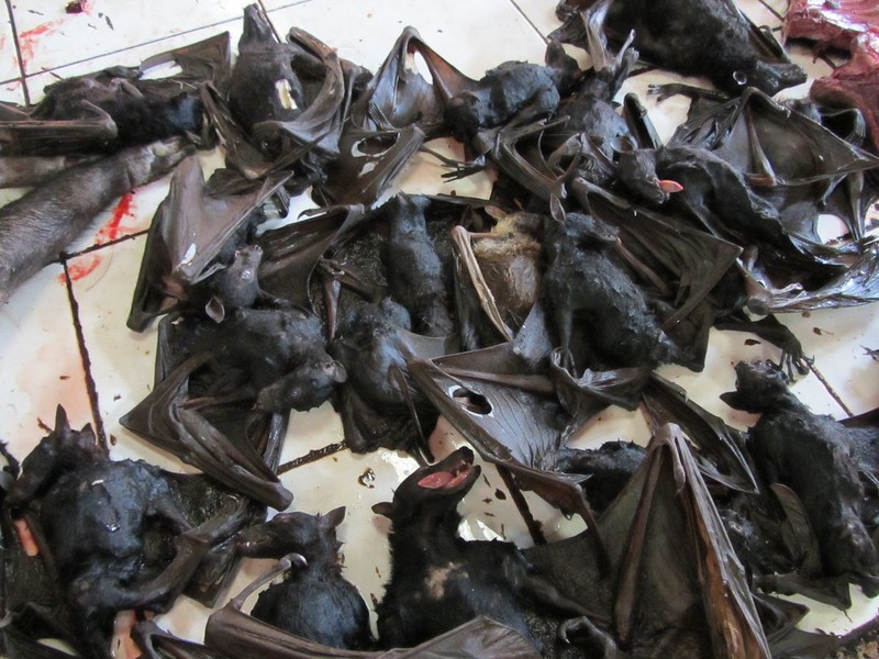 Dơi là món ăn truyền thống lâu đời của người thiểu số Minahasa ở Bắc Sulawesi (Ảnh: Getty)