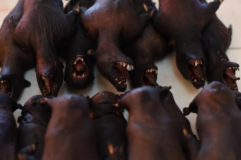 Thịt dơi là một món ăn khoái khẩu với cộng đồng người dân địa phương ở Tomohon (Ảnh: YAKI)