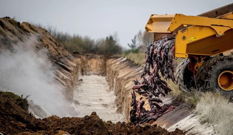 Đan Mạch tiêu hủy hàng chục triệu cá thể chồn vizon sau khi phát hiện chủng biến thể mới lây sang người (Ảnh: Reuters)