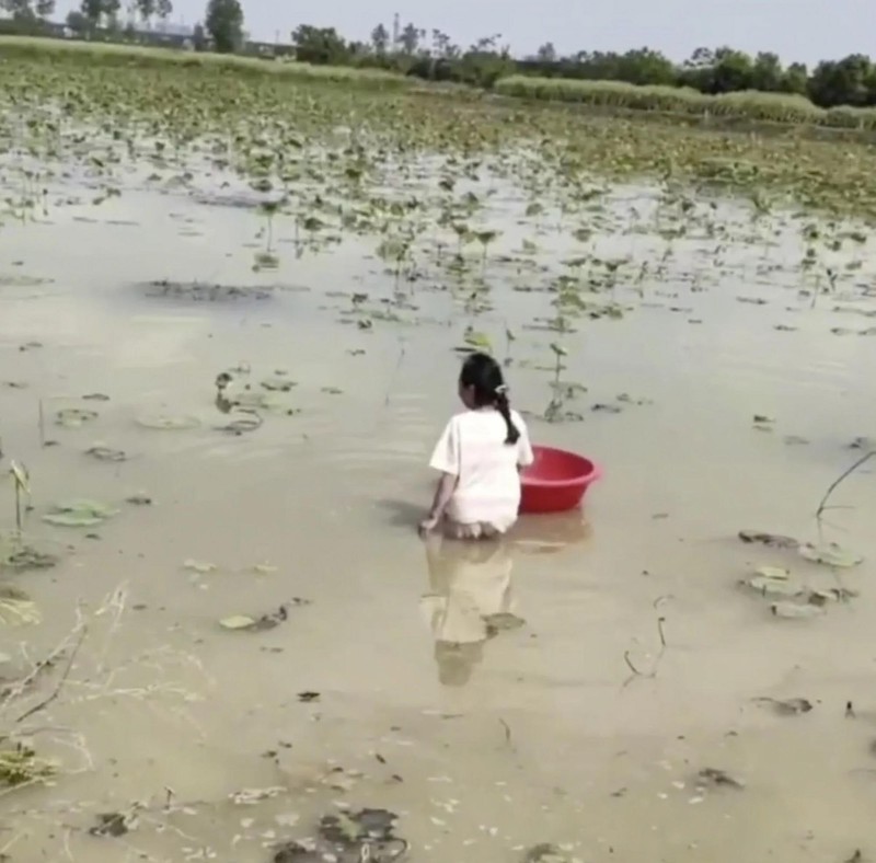 Cô bé làm việc trên cánh đồng sen giữa trời nắng (Ảnh: SCMP)