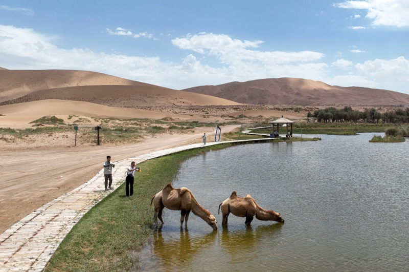 Khách du lịch chụp ảnh lạc đà ở sa mạc Badain Jaran thuộc khu tự trị Nội Mông của Trung Quốc. Ảnh: Xinhua.
