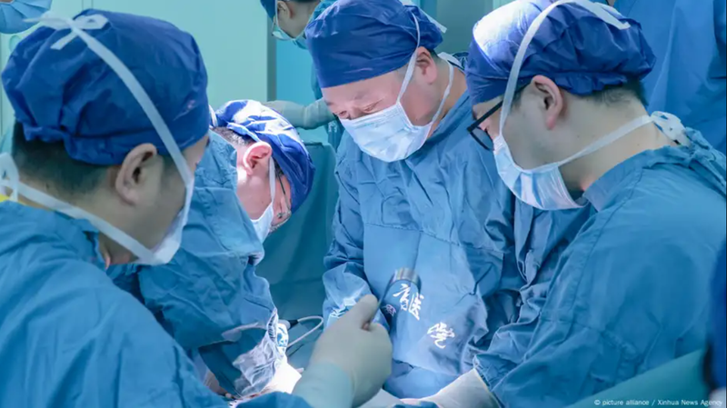Các nhà khoa học Trung Quốc thành công trong việc ghép tạng lợn cho người. Ảnh: Singtao.