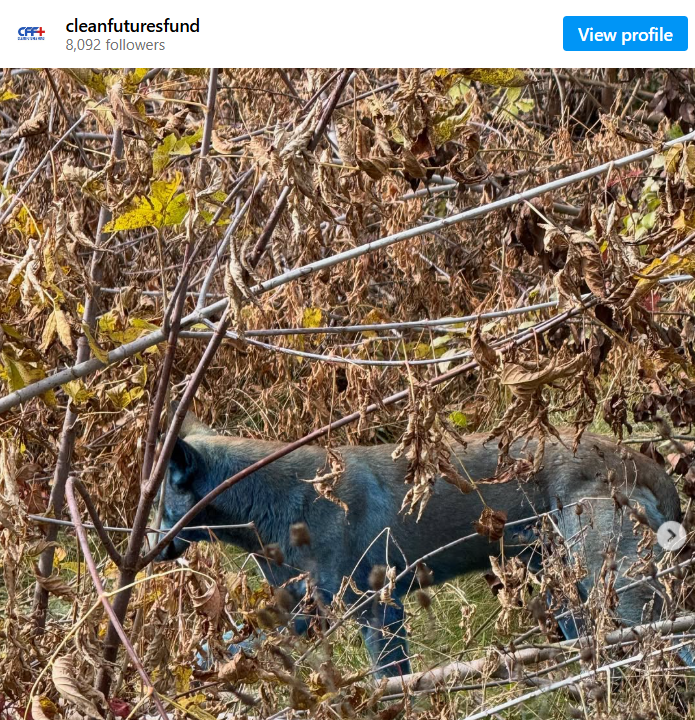 Chó màu xanh ở Chernobyl Đột biến do phóng xạ hay trò đùa của tự nhiên.png