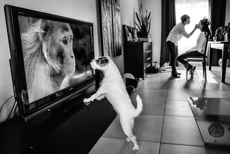 Khi cô dâu và chú rể bị 'cướp' vai chính trong ảnh cưới ảnh 18