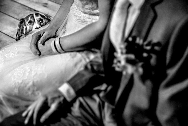 Khi cô dâu và chú rể bị 'cướp' vai chính trong ảnh cưới ảnh 5