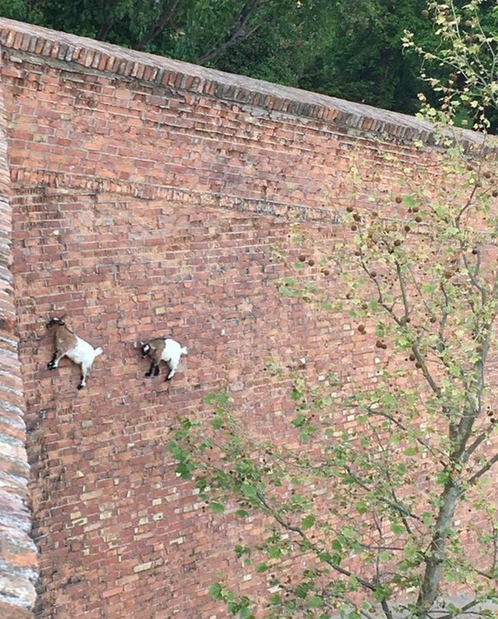 Ảnh: BrightSide Ảnh: BrightSide