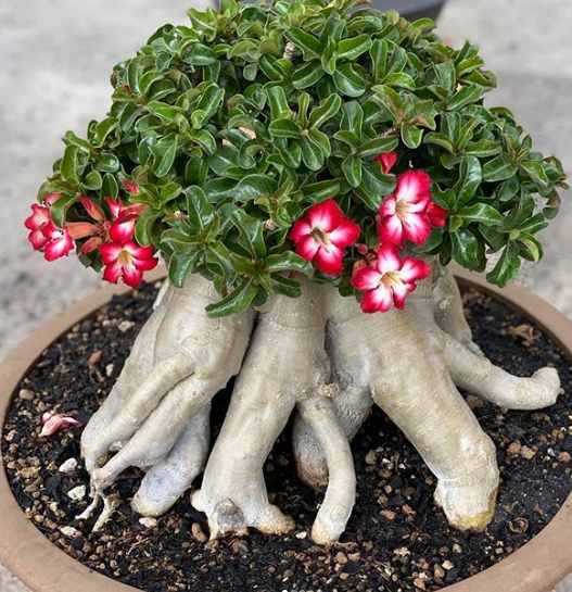 Ảnh: BrightSide Ảnh: BrightSide