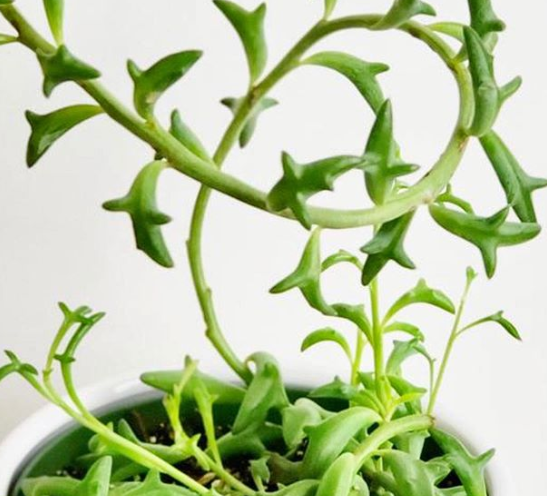 Ảnh: BrightSide Ảnh: BrightSide