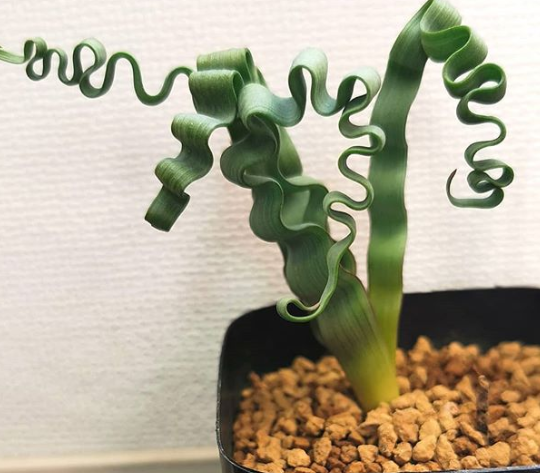 Ảnh: BrightSide Ảnh: BrightSide