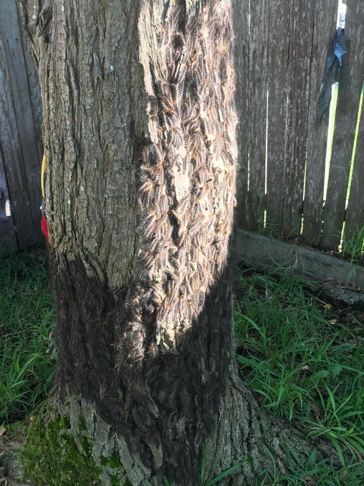 Ảnh: BrightSide Ảnh: BrightSide