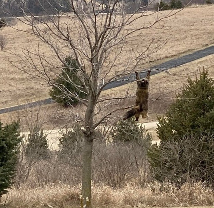 Ảnh: BrightSide Ảnh: BrightSide