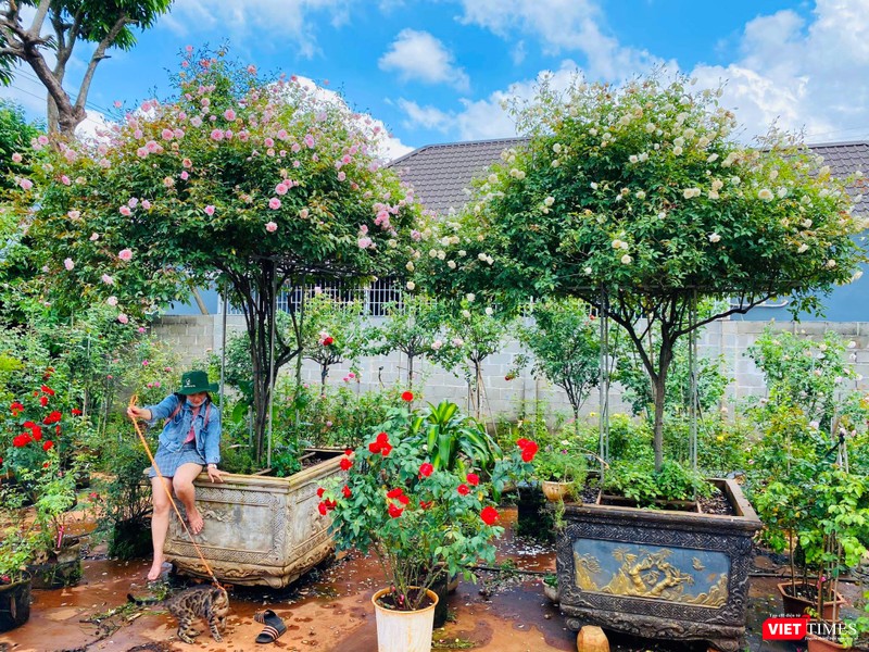 Hai chậu Hồng cổ đào, Hồng cổ bạch xếp ở Ban Mê Garden Hai chậu Hồng cổ đào, Hồng cổ bạch xếp ở Ban Mê Garden