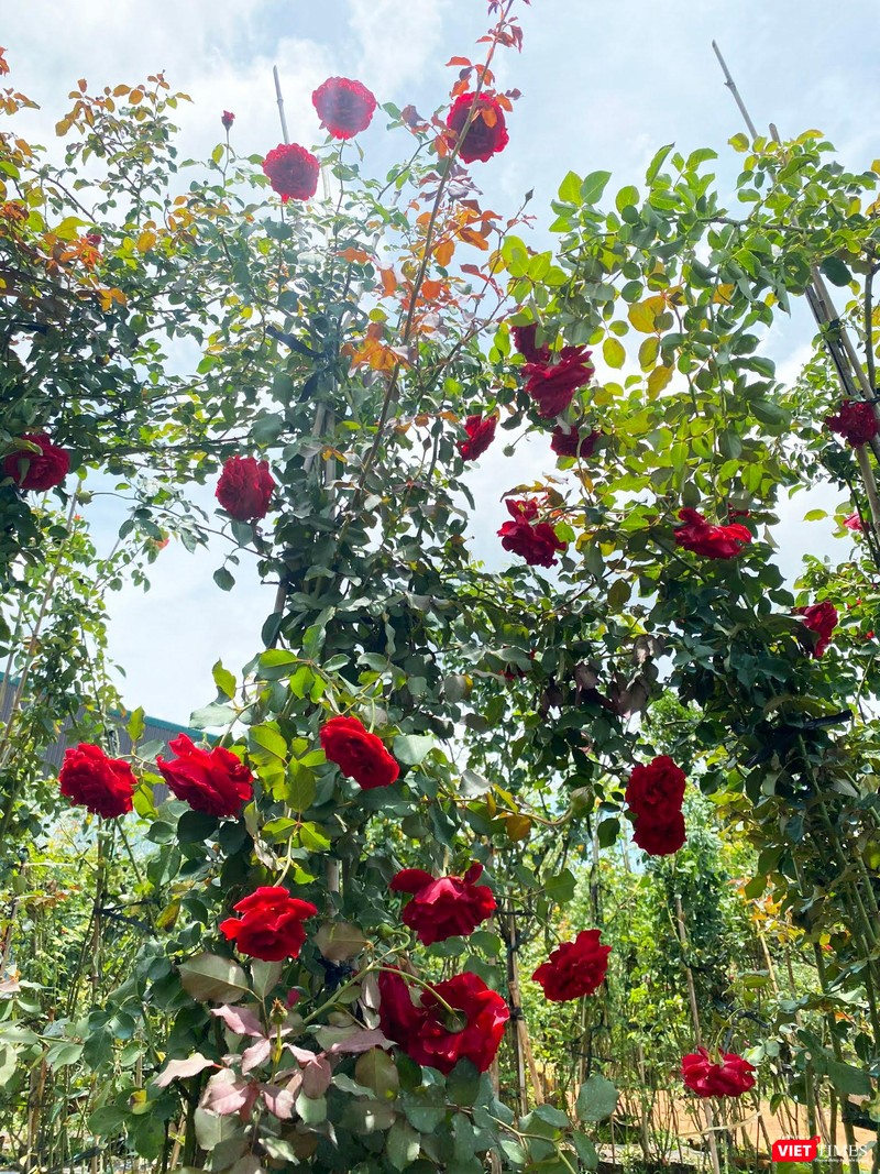 Hồng cổ Sơn La cao vút, che mát lối đi Hồng cổ Sơn La cao vút, che mát lối đi