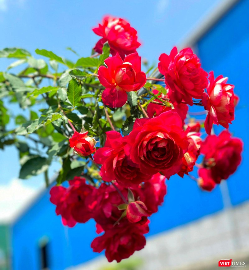 Kiều diễm như hồng Doctor Masan Kiều diễm như hồng Doctor Masan