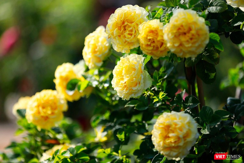 Hồng vàng Honey Caramel Hồng cổ Sơn La cao vút, che mát lối đi Hồng vàng Honey Caramel Hồng cổ Sơn La cao vút, che mát lối đi