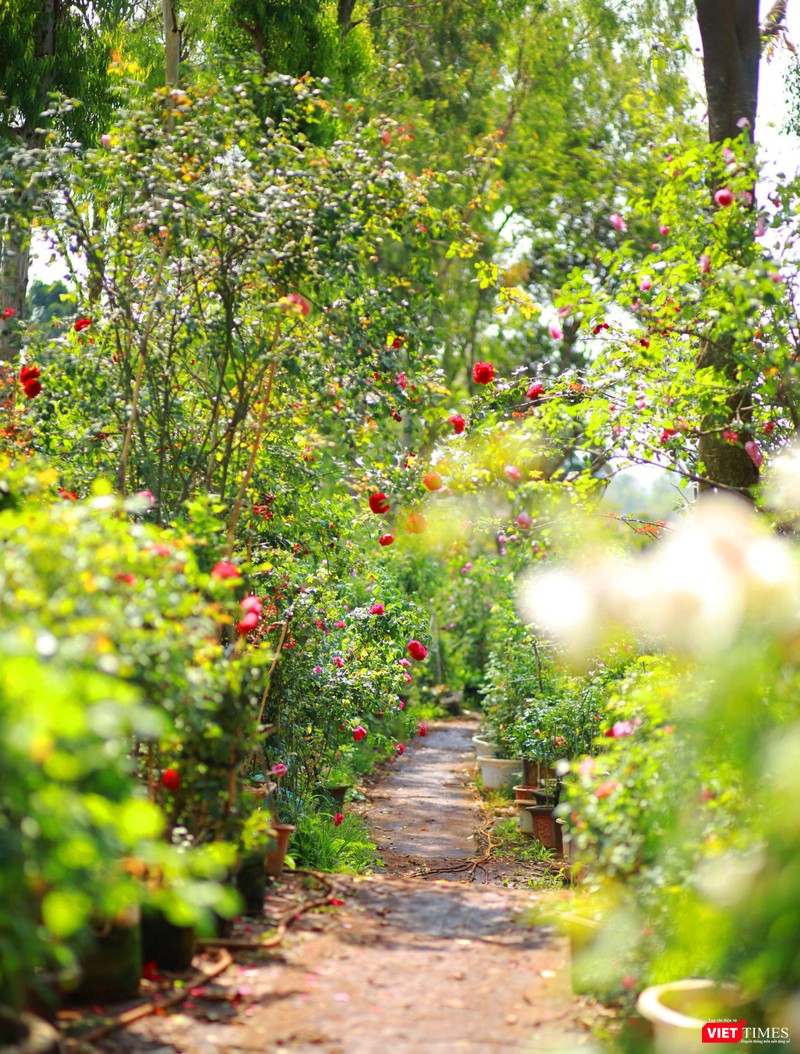 Lối nhỏ trong vườn mát rượi, thơm ngát hương hoa Lối nhỏ trong vườn mát rượi, thơm ngát hương hoa