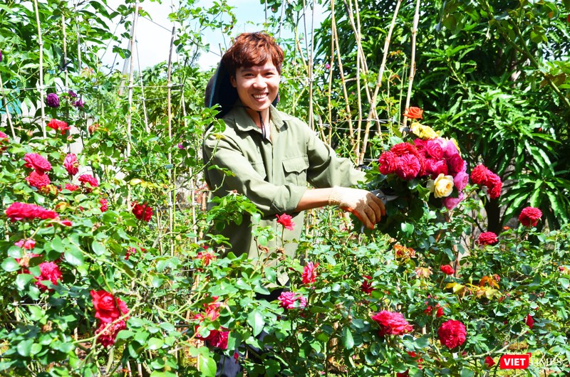 Việt Anh cắt hoa tặng khách đến thăm vườn Việt Anh cắt hoa tặng khách đến thăm vườn
