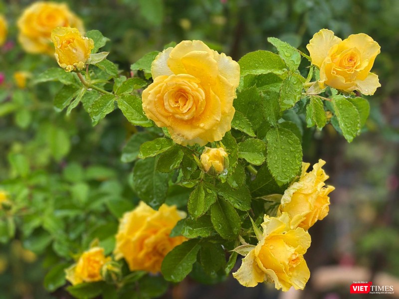 Kiêu sa như Stell Stell Rose Kiêu sa như Stell Stell Rose