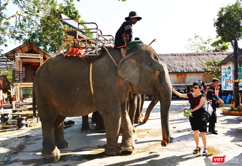 Tác giả phóng sự mời voi ăn dứa (Ảnh: Nguyễn Quyền)