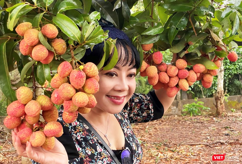 Vải thiều trồng trên đất núi lửa có hương vị rất đặc biệt Vải thiều trồng trên đất núi lửa có hương vị rất đặc biệt