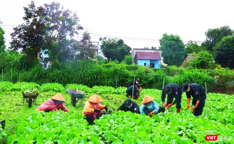 Huy động lực lượng thu hoạch bao nhiêu cũng có Huy động lực lượng thu hoạch bao nhiêu cũng có