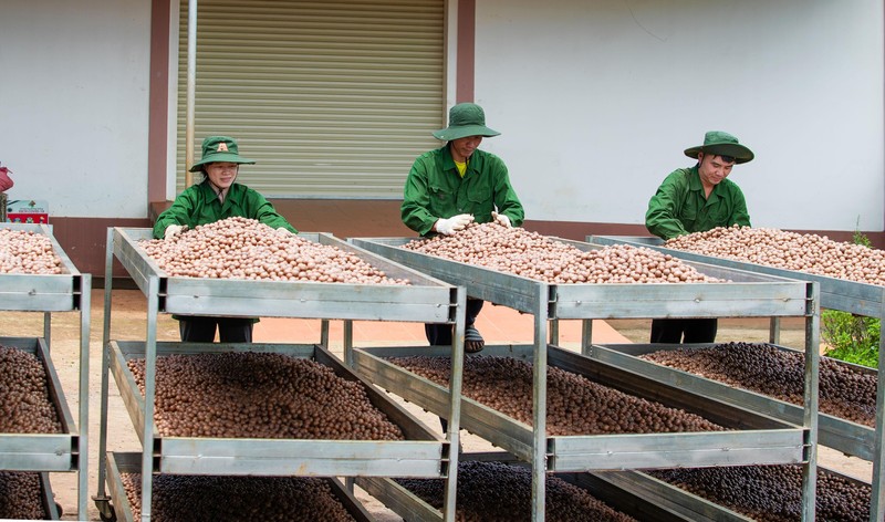 Phơi sấy mắc ca