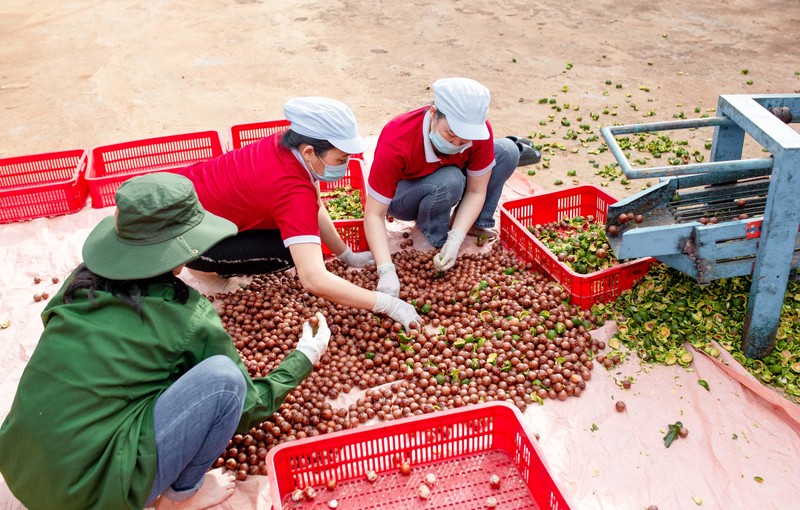 Cứ 2 tạ quả xanh thì xát ra 1 tạ hạt tươi nguyên vỏ cứng, gọi là hạt NIS