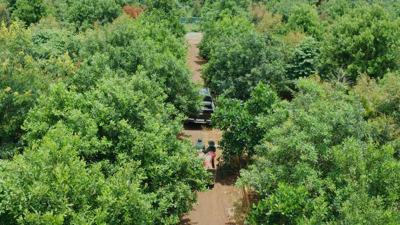 Không có loài cây cho hạt ngon nào lại tạo độ che phủ tốt bằng mắc ca