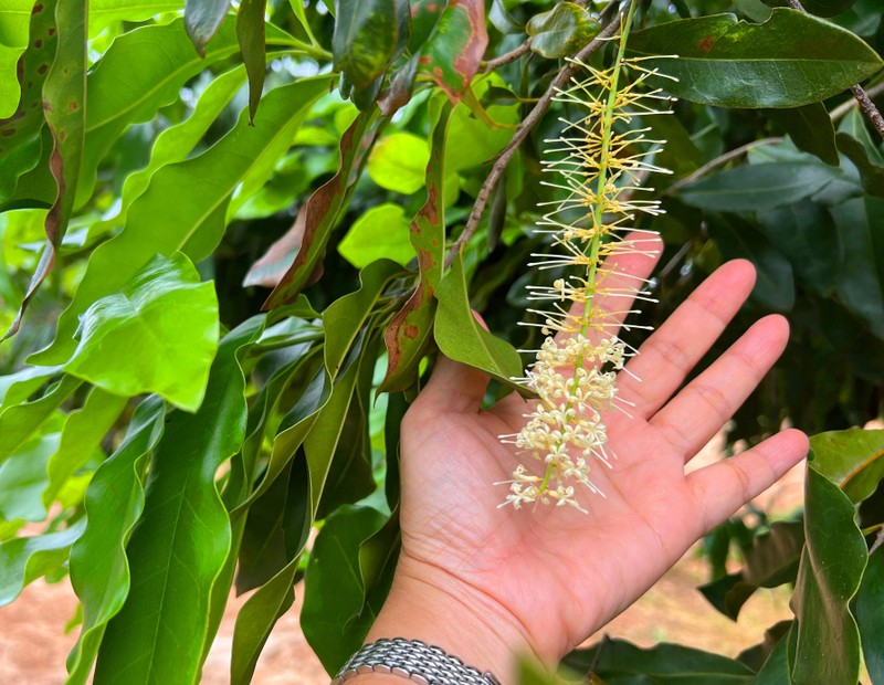 Hoa mắc ca rất thơm, có thể trồng như cây cảnh quan làm đẹp môi trường