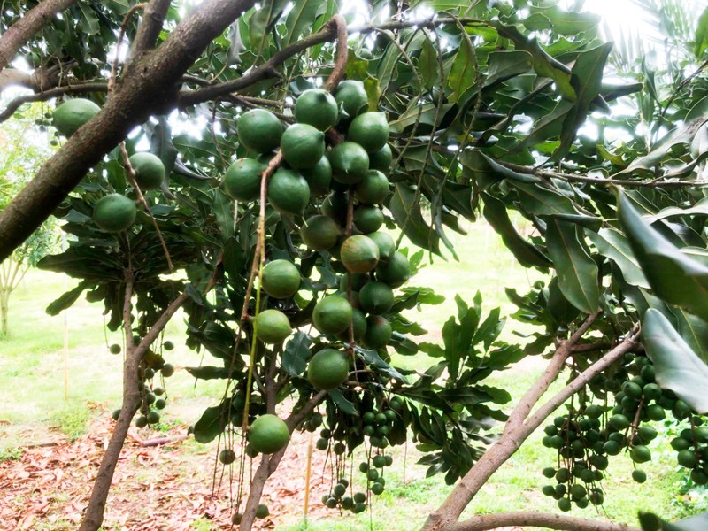 Mắc ca đủ tuổi trĩu trái