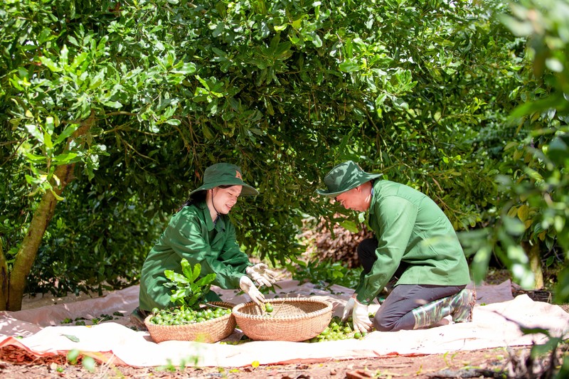 Thu hoạch mắc ca trong vườn nhà ông Cúc