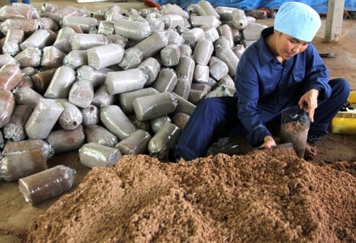 Chế biến nguyên liệu để trồng nấm