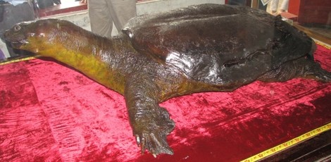 Đề nghị đưa rùa Đồng Mô về thay 'cụ Rùa' đã chết ảnh 1