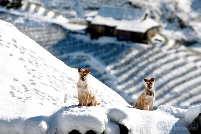 Ngắm tuyết trên những thửa ruộng bậc thang ở “nóc nhà Đông Dương“ ảnh 15