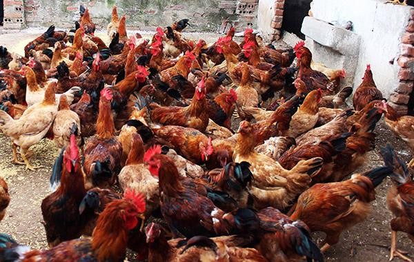 trang trại nuôi gà (Ảnh minh hoạ)