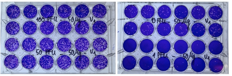 Ảnh chụp các giếng thử nghiệm về sự hình thành vết tan của virus SARS-CoV-2 trên tế bào Vero E6 khi thử nghiệm với Thuốc VIPDERVIR (Ảnh - Viện HLKHCNVN)