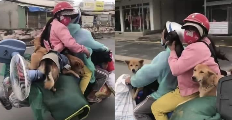 Đàn chó được cặp vợ chồng chở về Cà Mau bằng xe máy (Ảnh - FB) Đàn chó được cặp vợ chồng chở về Cà Mau bằng xe máy (Ảnh - FB)