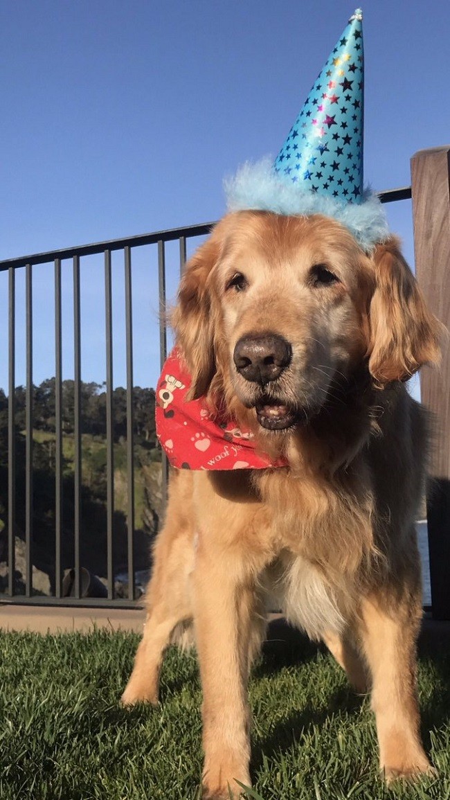 Chiêm ngưỡng những chú cún quyền lực nhất trong công nghệ ảnh 4