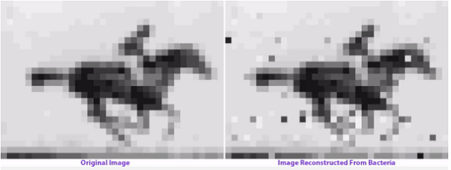 Có thể đưa ảnh GIF vào bên trong ADN của cơ thể sống ảnh 1