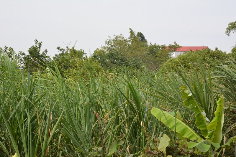 Vườn hoa màu nhà ông Nguyễn Văn Thủy sẽ không được đền bù nếu bị cưỡng chế để thực hiện dự án.