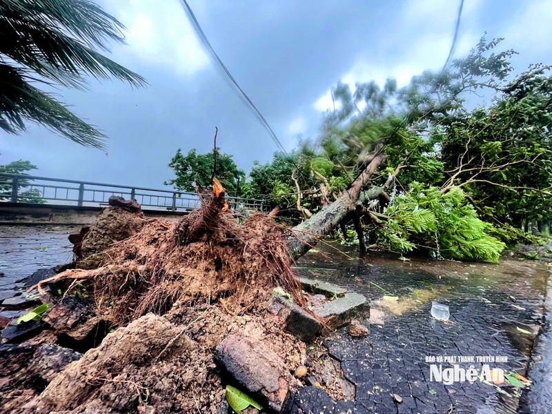 Cây xanh trên đường ven sông Lam, phường Trường Vinh bị bật gốc. Ảnh: Báo Nghệ An.